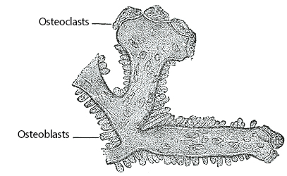 osteoclasts and blasts